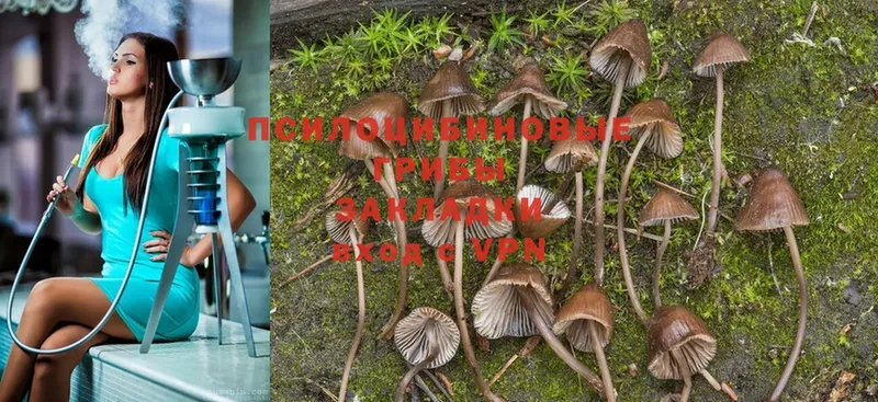 кракен ССЫЛКА  Серов  Галлюциногенные грибы Psilocybine cubensis 